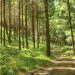 mieszkanie przy naturze